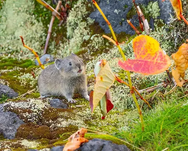 「紅葉を眺める姿に胸キュン！　北海道の山で撮られた『エゾナキウサギ』が話題」の画像