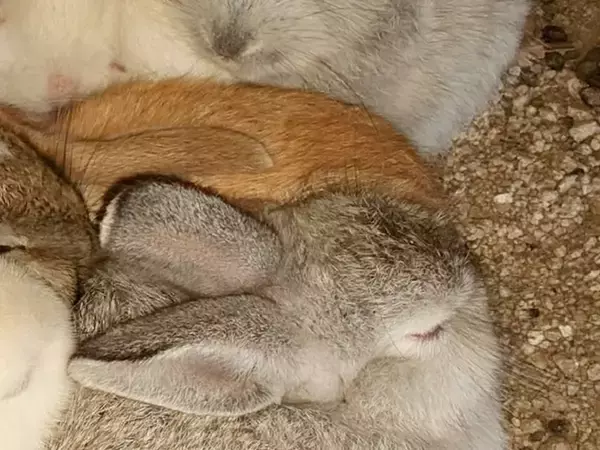 ウサギを追う写真家　大久野島で撮った『冬の名物』の1枚