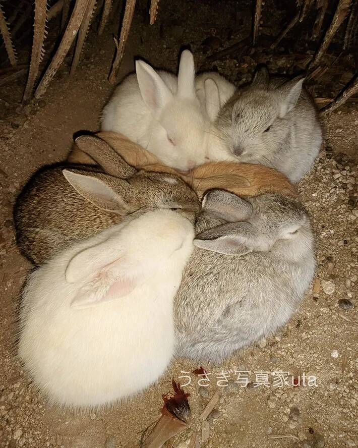ウサギを追う写真家　大久野島で撮った『冬の名物』の1枚