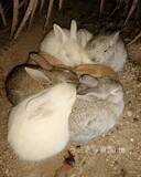 「ウサギを追う写真家　大久野島で撮った『冬の名物』の1枚」の画像2