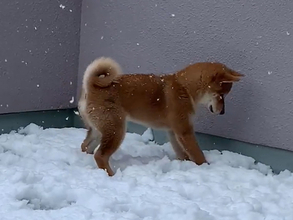 可愛すぎでは…！？　初めて雪を見た子犬の反応をご覧ください