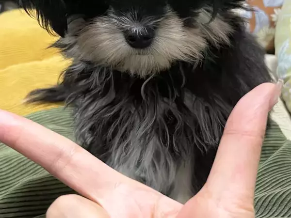 『アゴ』の指示を出された子犬　とった行動が？「違う、そうじゃない」「はい１００点」