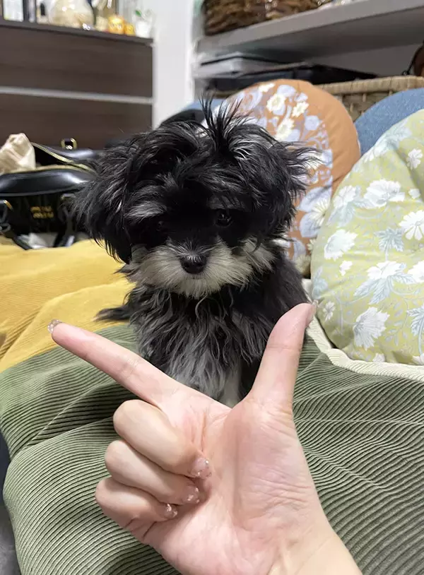 「『アゴ』の指示を出された子犬　とった行動が？「違う、そうじゃない」「はい１００点」」の画像