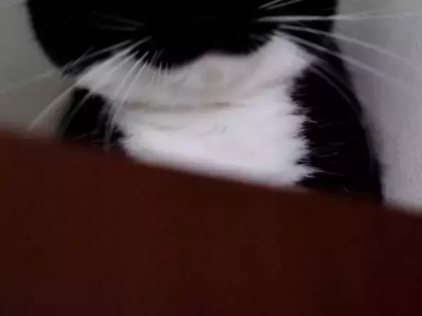 獣医「顔が丸くて大きいね！」　そう言われた猫の姿が？「ごめん笑ったわ」「違いねえ…」