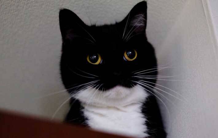 獣医「顔が丸くて大きいね！」　そう言われた猫の姿が？「ごめん笑ったわ」「違いねえ…」