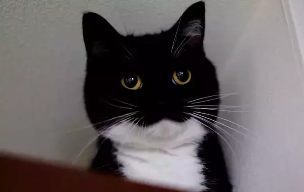 「獣医「顔が丸くて大きいね！」　そう言われた猫の姿が？「ごめん笑ったわ」「違いねえ…」」の画像