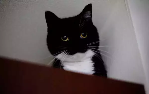 「獣医「顔が丸くて大きいね！」　そう言われた猫の姿が？「ごめん笑ったわ」「違いねえ…」」の画像