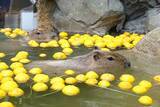 「冬至前の『プレゼント』　水族館のカピバラに用意された『お風呂』が…」の画像2