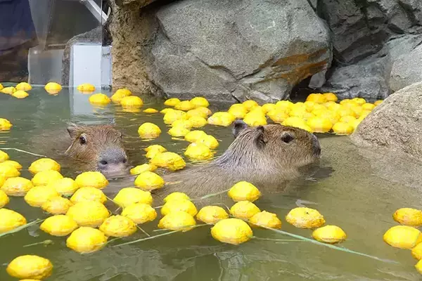 「冬至前の『プレゼント』　水族館のカピバラに用意された『お風呂』が…」の画像