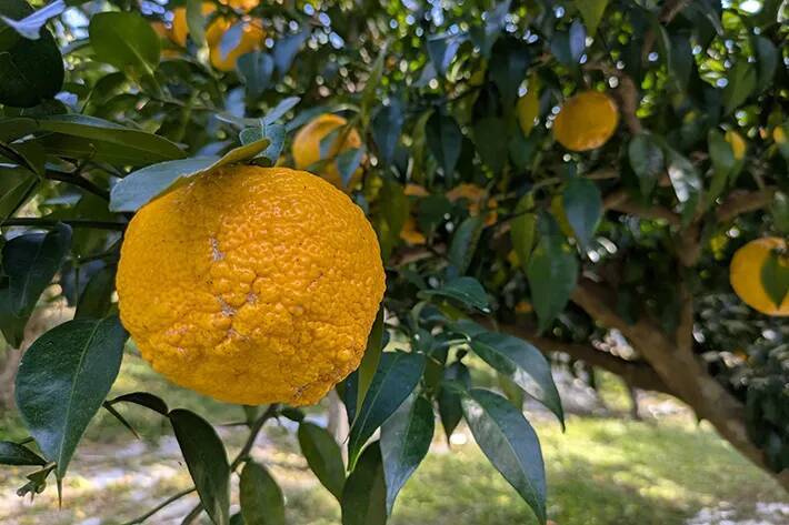 冬至前の『プレゼント』　水族館のカピバラに用意された『お風呂』が…