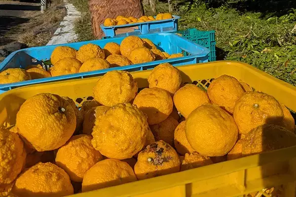 「冬至前の『プレゼント』　水族館のカピバラに用意された『お風呂』が…」の画像