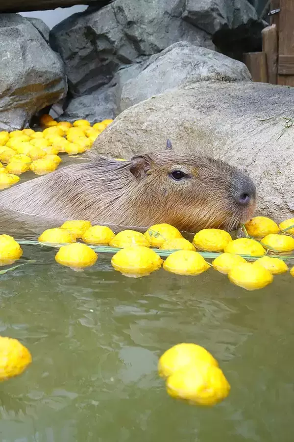 「冬至前の『プレゼント』　水族館のカピバラに用意された『お風呂』が…」の画像