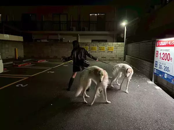 「ボルゾイとの『散歩写真』に１７万いいね！　「ポーズをとったわけじゃないけど…」」の画像