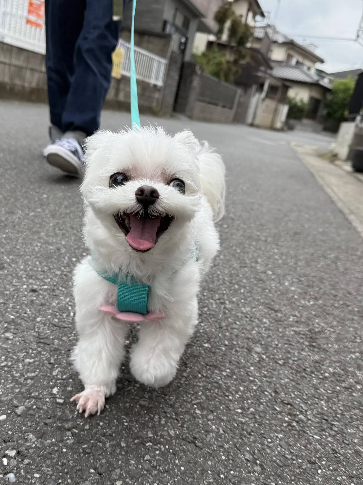 ワクチンを打たれた犬の『ビフォーアフター』　3枚目の表情に「漫画みたい」「最高」