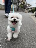 「ワクチンを打たれた犬の『ビフォーアフター』　3枚目の表情に「漫画みたい」「最高」」の画像2