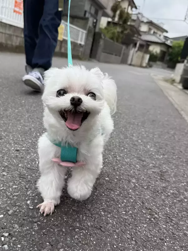 「ワクチンを打たれた犬の『ビフォーアフター』　3枚目の表情に「漫画みたい」「最高」」の画像