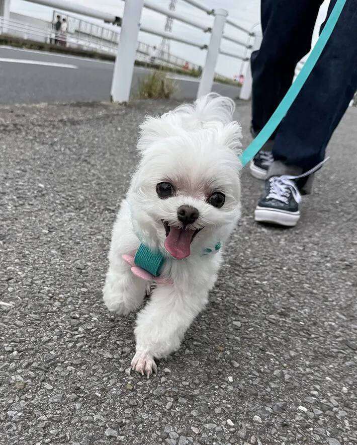 ワクチンを打たれた犬の『ビフォーアフター』　3枚目の表情に「漫画みたい」「最高」