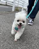 「ワクチンを打たれた犬の『ビフォーアフター』　3枚目の表情に「漫画みたい」「最高」」の画像3