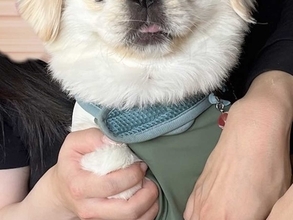 犬「何をされているんだ」　山中湖での思い出に「お茶吹いた」の声！【表情】