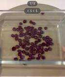 「スイカの種が邪魔！　解決する『切り方』に「感動」「目からウロコ」」の画像2