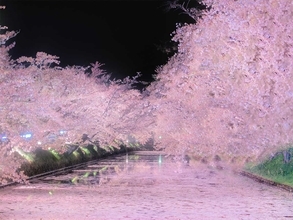 「満開の桜が、咲き満ちてこぼれ落ち…」　散った花びらをうつした光景に感動！