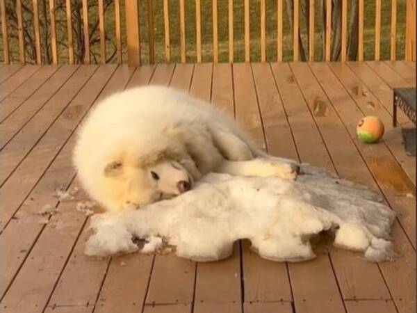 春の訪れがこんなに悲しいなんて 雪が大好きな犬の動画に 泣けてきた 22年3月23日 エキサイトニュース