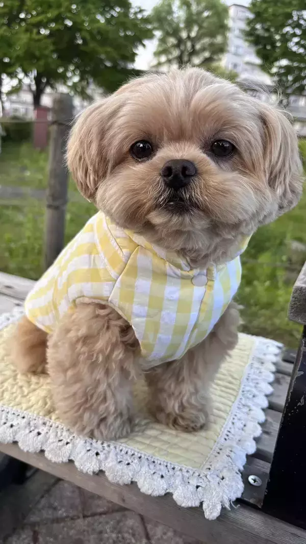 「飼い主も爆笑！愛犬に着せた服がまさかの『人気商品』にそっくりだった件」の画像