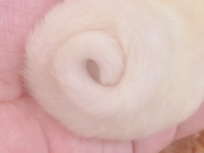 手のひらにおさまるアンモナイトの正体は…？　『ある動物』の赤ちゃんがかわいすぎる！