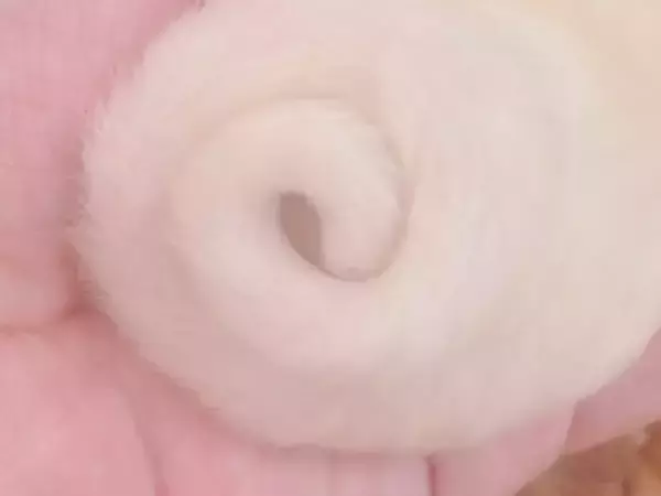 手のひらにおさまるアンモナイトの正体は…？　『ある動物』の赤ちゃんがかわいすぎる！