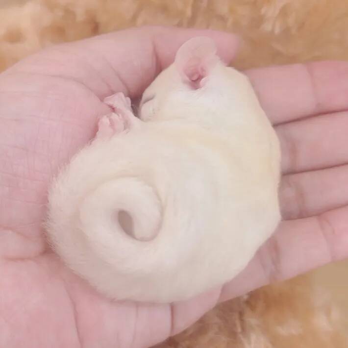 手のひらにおさまるアンモナイトの正体は…？　『ある動物』の赤ちゃんがかわいすぎる！