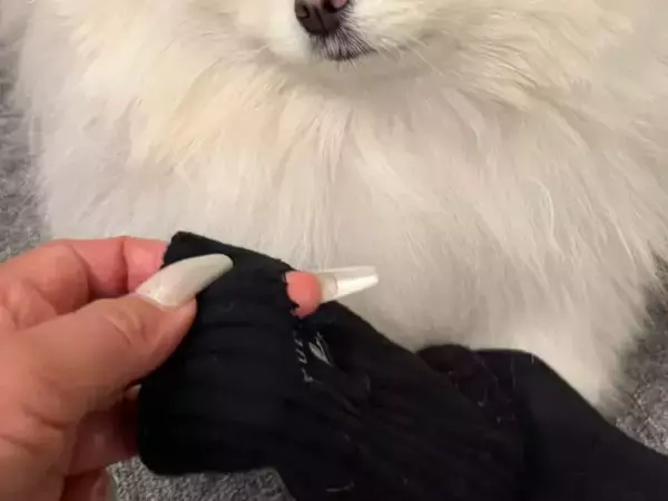 破れた靴下をポメラニアンに突きつけた結果？　「自白してる」「見事な黙秘っぷり」