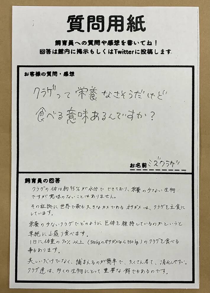 「カメはなぜクラゲを食べるの？」　飼育員の回答に驚き「お米と同じか」「誰かに言いたくなる」