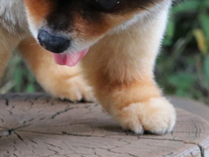 「実家の玄関で見たような…」　犬とは思えないポメの姿に「完璧なフォルム…」