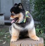 「「実家の玄関で見たような…」　犬とは思えないポメの姿に「完璧なフォルム…」」の画像3