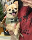 「飼い主の腕で笑顔だった犬が？　母に抱かれた途端に見せた『塩対応』の極みがこちら」の画像2