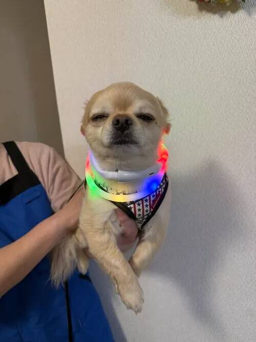 飼い主の腕で笑顔だった犬が？　母に抱かれた途端に見せた『塩対応』の極みがこちら