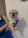 「飼い主の腕で笑顔だった犬が？　母に抱かれた途端に見せた『塩対応』の極みがこちら」の画像3