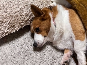 コタツに入る５匹に「笑った」「密度がすごい」　飼い主にくっつきたくて？