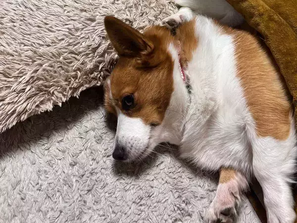 コタツに入る５匹に「笑った」「密度がすごい」　飼い主にくっつきたくて？