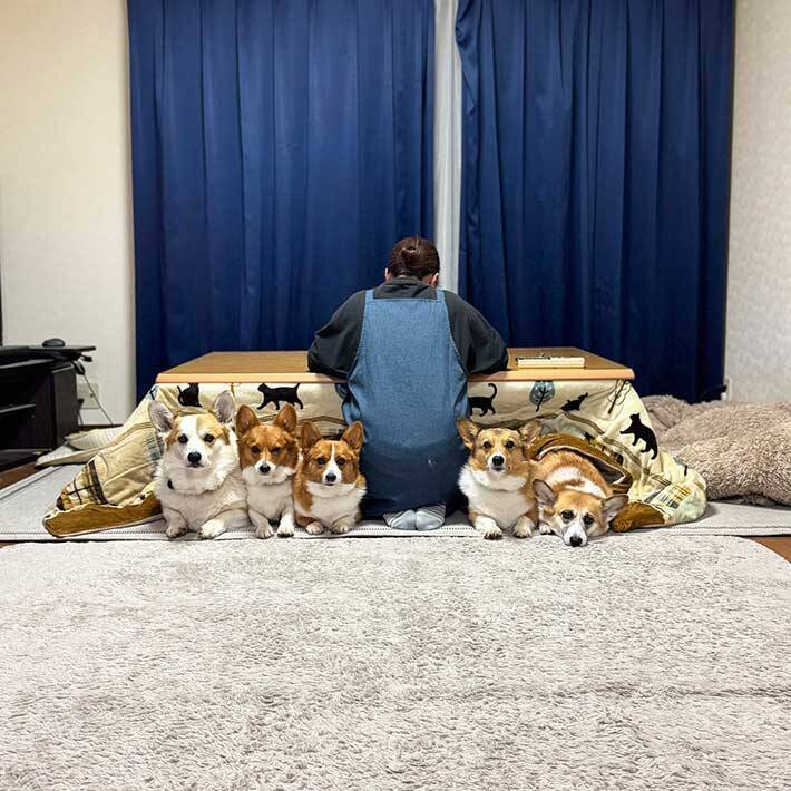 コタツに入る５匹に「笑った」「密度がすごい」　飼い主にくっつきたくて？