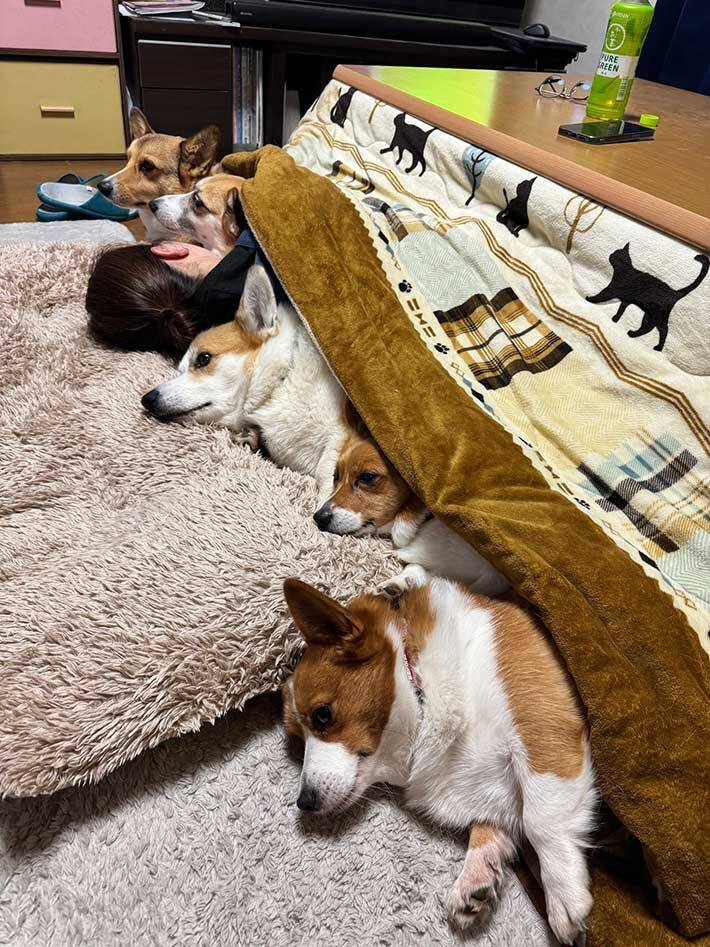 コタツに入る５匹に「笑った」「密度がすごい」　飼い主にくっつきたくて？