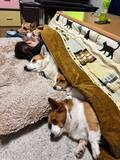 「コタツに入る５匹に「笑った」「密度がすごい」　飼い主にくっつきたくて？」の画像3