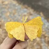 「学内でイチョウを拾った東大生　ひらめいた『芸術品』が…？「天才かよ」」の画像3