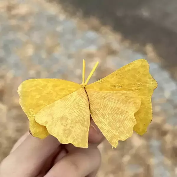 「学内でイチョウを拾った東大生　ひらめいた『芸術品』が…？「天才かよ」」の画像
