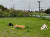 「愛犬たちが『予想外な姿』に…　ドッグランの様子を映した動画に「ワロタ」」の画像1