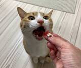 「あなたには分かりますか？　何の変哲もない料理の写真、右下を見ると…」の画像4