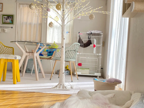 飼い主「クリスマスツリー出した」　一緒に写っていた愛犬の姿に「ツリーが目がいかない」「流れ出てる…」