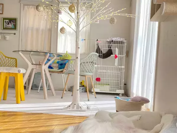 飼い主「クリスマスツリー出した」　一緒に写っていた愛犬の姿に「ツリーが目がいかない」「流れ出てる…」