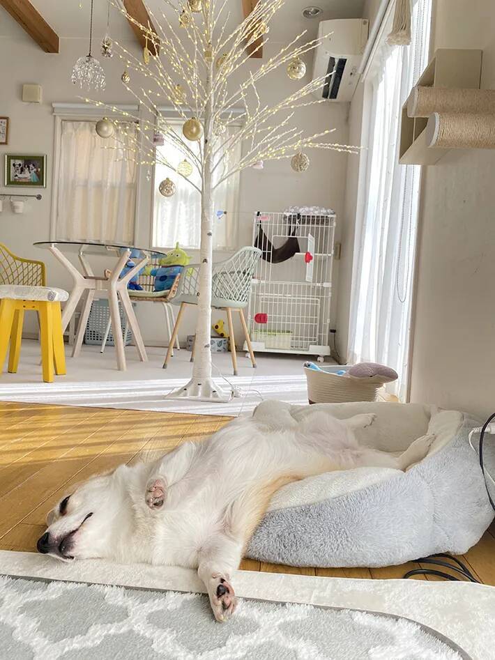 飼い主「クリスマスツリー出した」　一緒に写っていた愛犬の姿に「ツリーが目がいかない」「流れ出てる…」