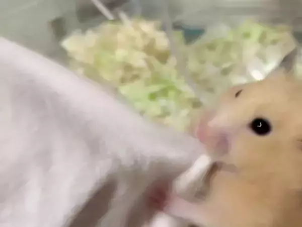 『部屋んぽ』が物足りない？　ケージに入れられたハムスターが取った行動に「かわいすぎる」